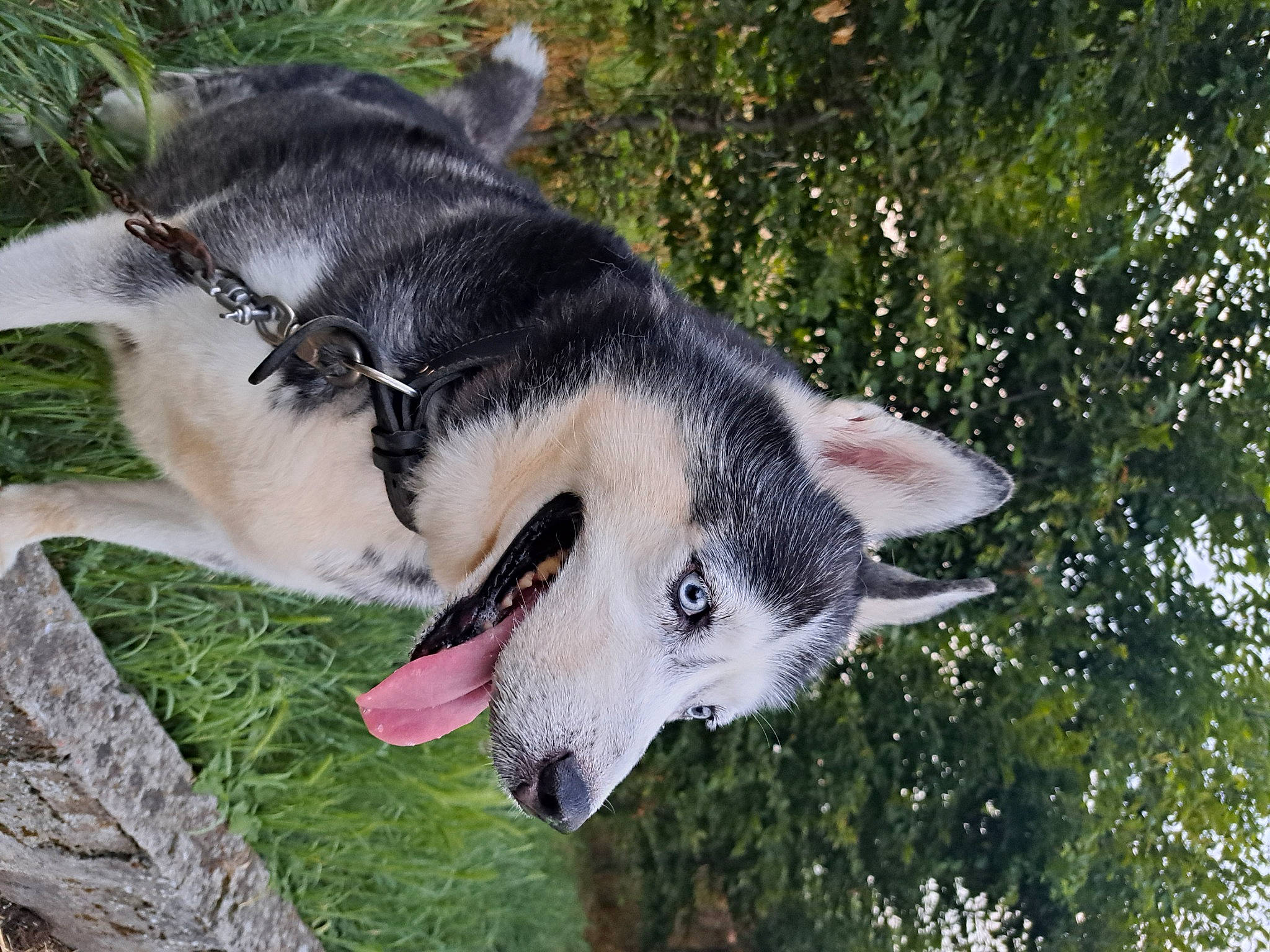 Bèbè participe au concours pour gagner de l'argent avec cette photo : ancient_dog_breeds, canidae, canis, canis_lupus_tundrarum, carnivore, collar, dog, dog_breed, fang, fur, grass, sled_dog, snout, sporting_group, terrestrial_animal, tree, wildlife, wolf, working_animal, working_dog