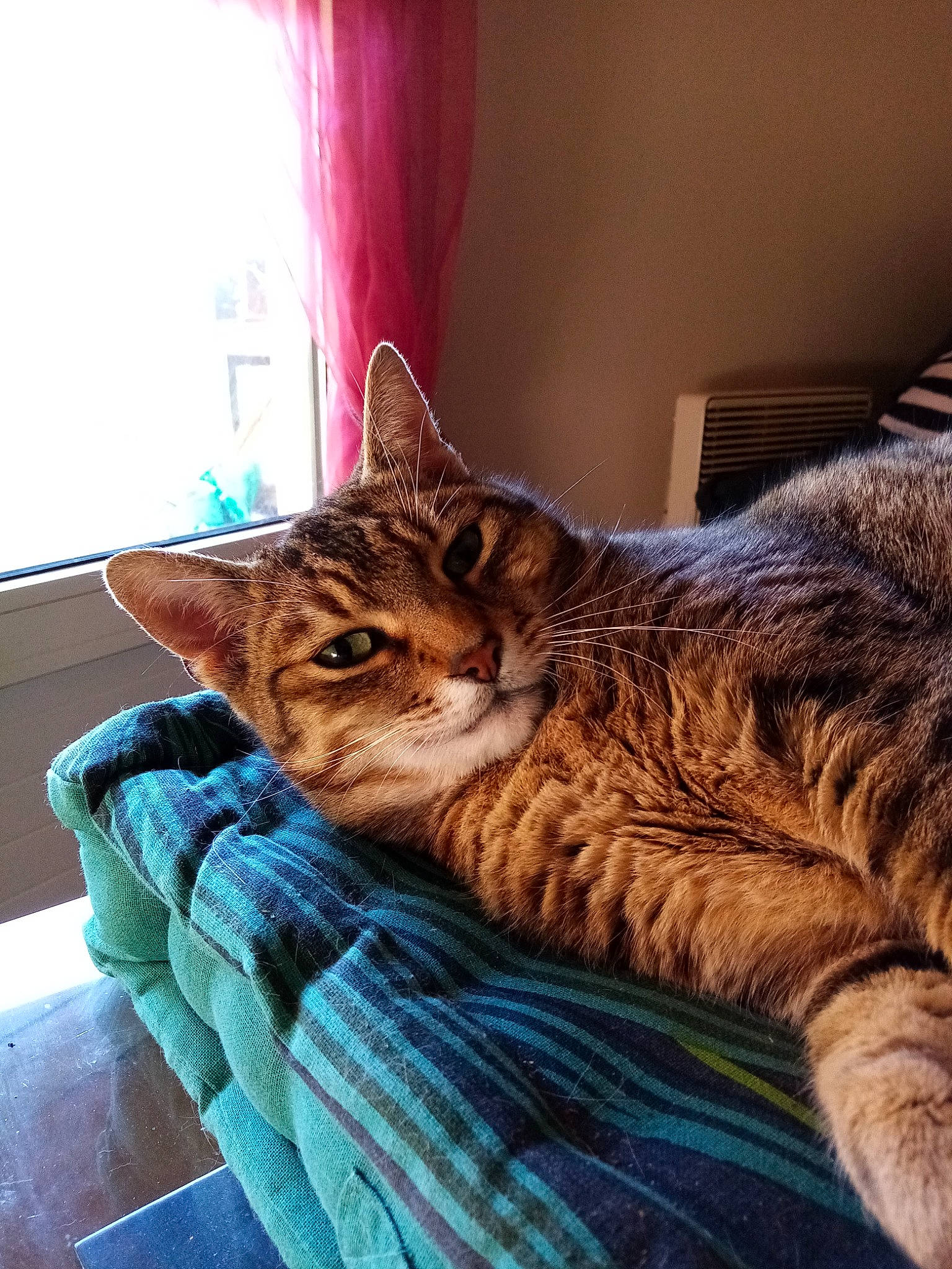 Bernard participe au concours pour gagner de l'argent avec cette photo : bedding, carnivore, cat, claw, comfort, curtain, domestic_short_haired_cat, door, felidae, fur, linens, nap, paw, room, sitting, small_to_medium_sized_cats, snout, tail, whiskers, window