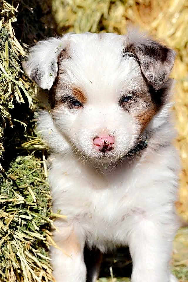 Koy joined the competition — help win amazing prizes! animal, ball, boxer, bulldog, canine, dog, eskimodog, football, grass, husky, nature, outdoors, pet, puppy, snout, soccer, soccerball, sport, terrier, whitedog