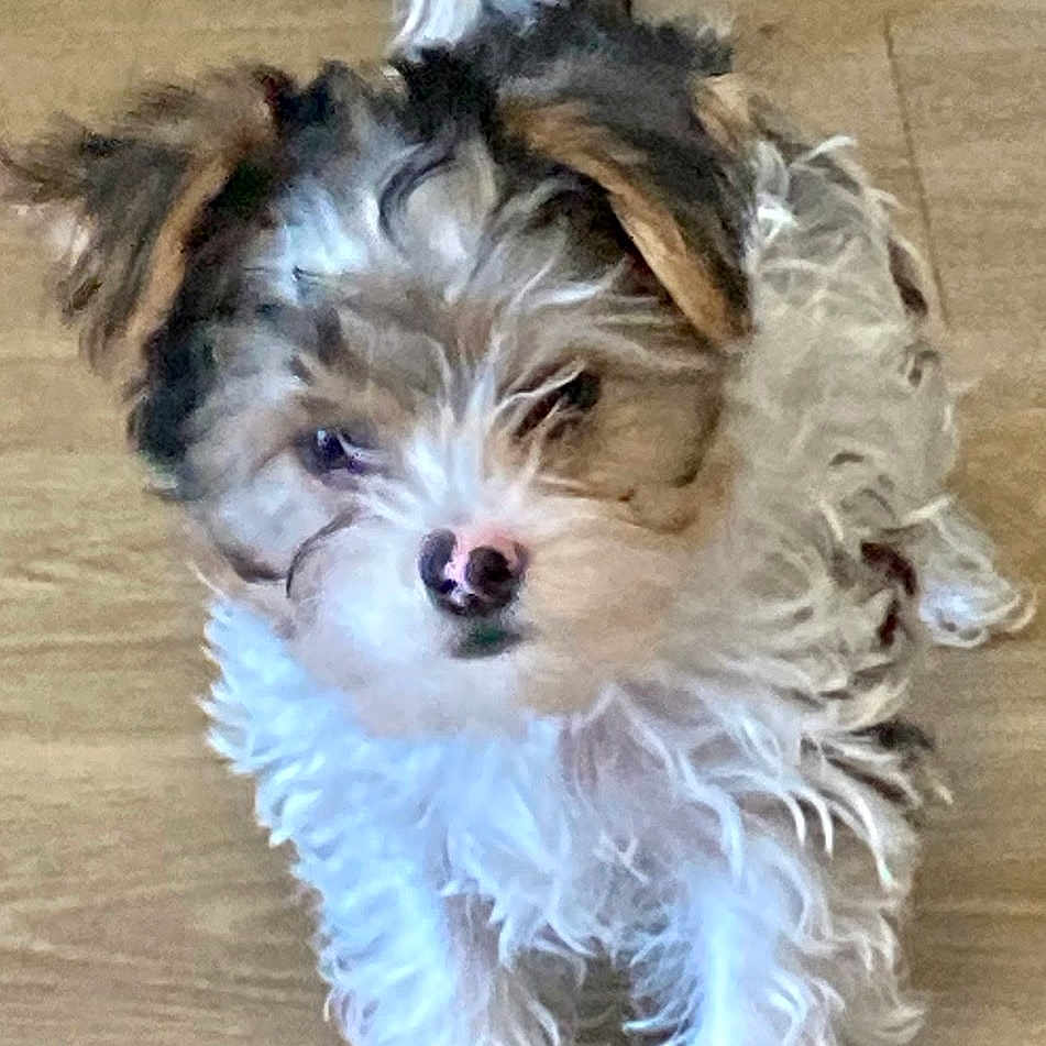 Charlie joined the competition — help win amazing prizes! puppy, dog, pet, fur, curly_fur, small_dog, indoor, wooden_floor, cute, animal, mammal, standing, looking_up, adorable, young_dog, fluffy, domestic_animal, companion, friendly, curious
