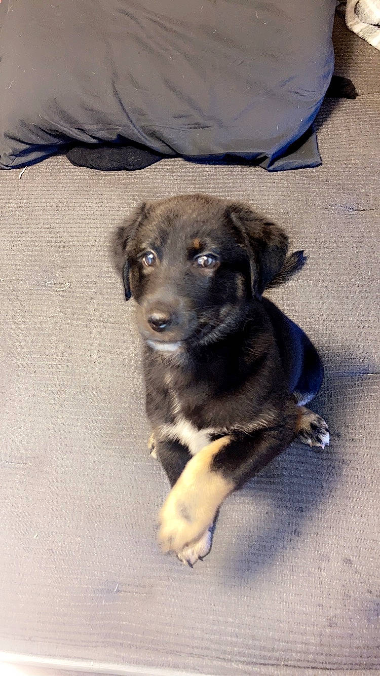 Cyrus joined the competition — help win amazing prizes! borador, canidae, carnivore, companion_dog, dog, dog_breed, dog_collar, electric_blue, fur, plant, shadow, snout, sporting_group, tail, working_animal, working_dog