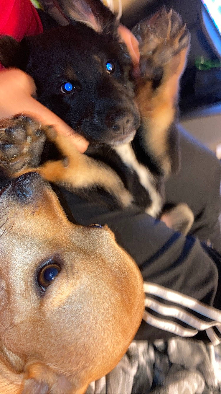 Cyrus joined the competition — help win amazing prizes! beaglier, canidae, carnivore, comfort, companion_dog, dog, dog_breed, ear, electric_blue, fawn, fur, guard_dog, mammal, non_sporting_group, paw, snout, sporting_group, whiskers, working_animal, working_dog