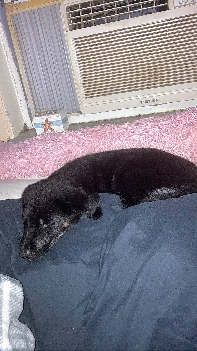 Cyrus joined the competition — help win amazing prizes! borador, carnivore, comfort, companion_dog, dog, dog_breed, door, flooring, fur, guard_dog, gun_dog, liver, nap, small_to_medium_sized_cats, sporting_group, tail, terrestrial_animal, whiskers, wood, working_animal