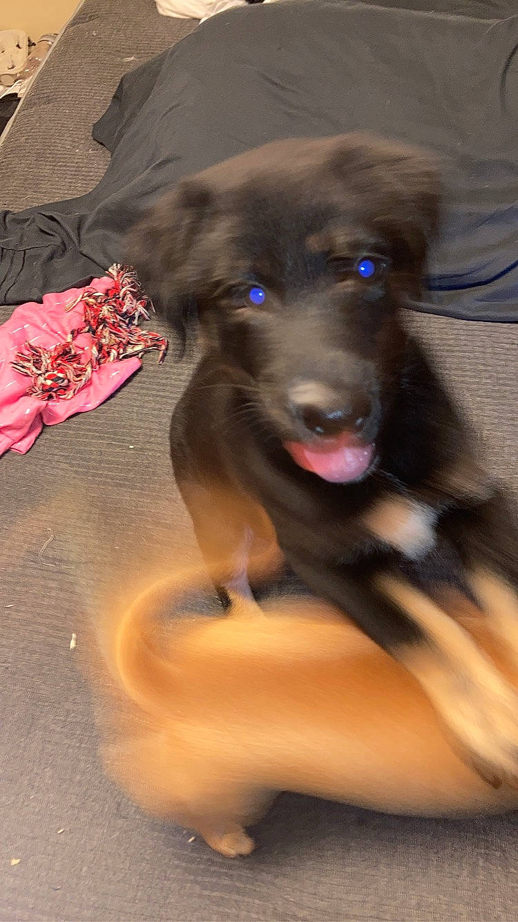 Cyrus joined the competition — help win amazing prizes! canidae, carnivore, companion_dog, dog, dog_breed, dog_collar, dog_supply, fawn, fur, guard_dog, human_leg, leash, liver, magenta, paw, puppy, sporting_group, working_animal, working_dog