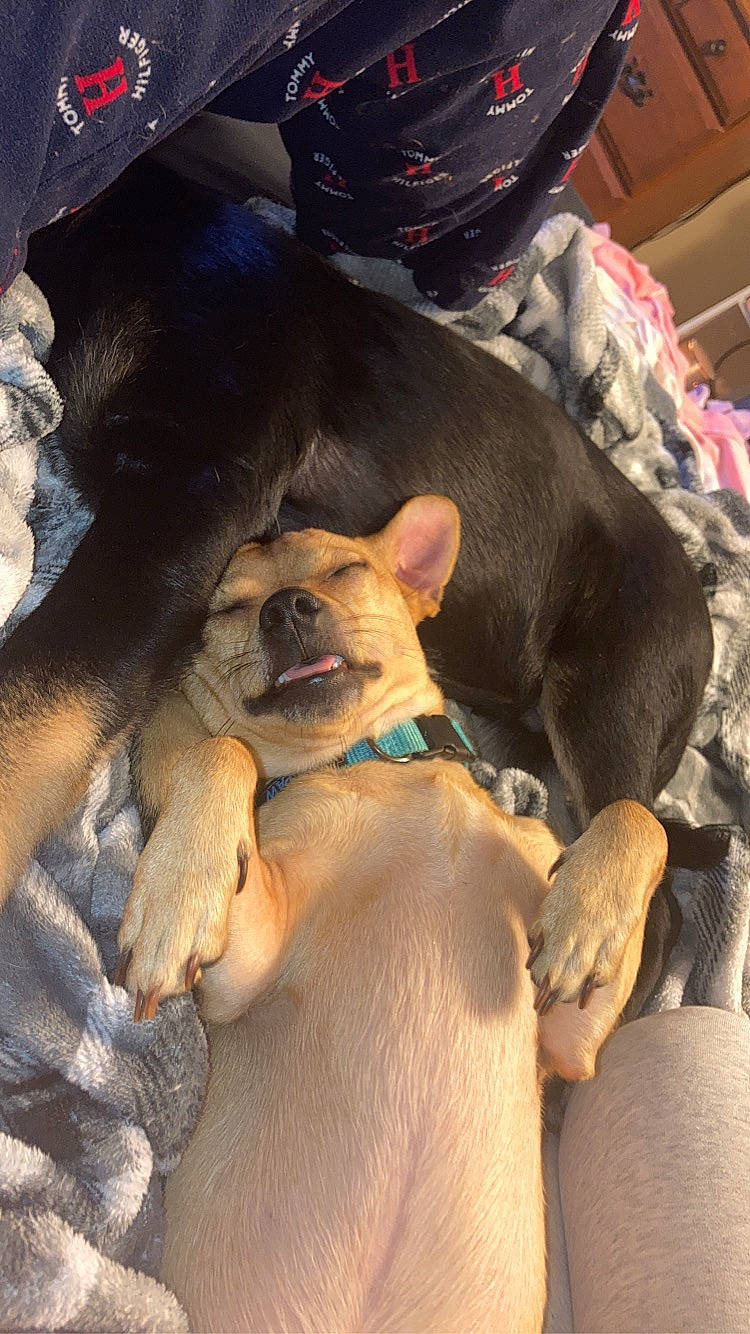 Scrappy is registered to the contest to win money with this photo: canidae, carnivore, comfort, companion_dog, dog, dog_breed, eyewear, fawn, fur, guard_dog, hat, mammal, nap, non_sporting_group, puppy_love, snout, sporting_group, sunglasses, toy_dog, working_animal