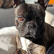 Oz participe au concours pour gagner de l'argent avec cette photo : dog, french_bulldog, brindle, pet, close_up, portrait, animal, brown_eyes, fur, whiskers, ears, snout, wrinkles, indoor, blanket, soft_texture, relaxing, cute, companion, sunlight