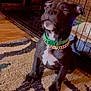 animal, black_dog, canine, carpet, close_eyes, crate, cute, dog, domestic_animal, floor, gold_chain, green_collar, indoor, pet, pet_accessory, puppy, relaxed, sitting, wooden_wall, young_dog