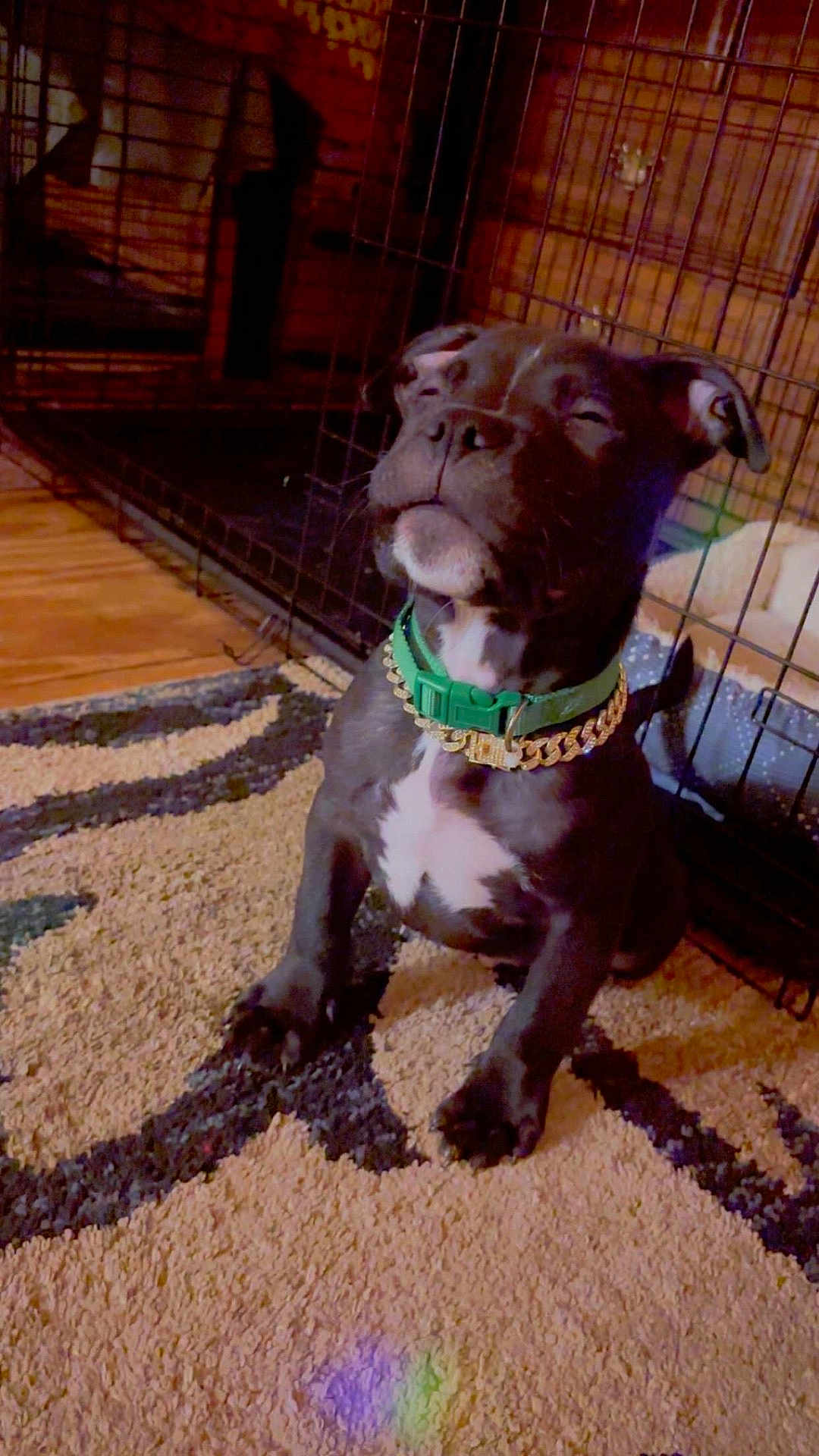 Skrap is registered to the contest to win money with this photo: puppy, dog, black_dog, green_collar, gold_chain, carpet, indoor, crate, pet, canine, sitting, close_eyes, wooden_wall, floor, domestic_animal, cute, young_dog, animal, relaxed, pet_accessory