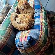 Samba joined the competition — help win amazing prizes! cat, cats, ginger_cat, tabby_cat, sleeping, grooming, curled_up, paw, tail, fur, pet, animal, plaid, chair, cushion, window, sunlight, indoors, cozy, relaxing