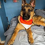 Rocky is registered to the contest to win money with this photo: dog, german_shepherd, bed, bandana, orange, white, blue_wall, pet, animal, fur, ears, paws, indoor, resting, looking, canine, household, portrait, laying, domestic