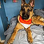 dog, german_shepherd, bed, bandana, orange, white, blue_wall, pet, animal, fur, ears, paws, indoor, resting, looking, canine, household, portrait, laying, domestic