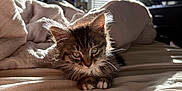 Millie Mae is registered to the contest to win money with this photo: animal, bed, blanket, cat, comfort, cozy, cute, feline, fur, indoor, kitten, light, paws, pet, resting, shadow, soft, sunlight, whiskers, window