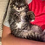 Millie Mae joined the competition — help win amazing prizes! animal, arm, bed, blanket, cat, cozy, cute, fluffy, furry, gray_shirt, indoor, kitten, paws, person, pet, red_shirt, relaxed, resting, sleeping, tabby