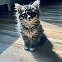 adorable, animal, cat, curious, cute, domestic_cat, ears, feline, fluffy, fur, indoor, kitten, paws, pet, shadow, sitting, sunlight, whiskers, wooden_floor, young_animal