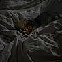 bed, bedding, blanket, cat, cozy, curled_up, cute, dark, domestic_animal, fur, indoor, kitten, light, pet, relaxing, resting, screen, sleepy, tablet, technology