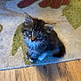 Millie Mae joined the competition — help win amazing prizes! adorable, animal, blue_eyes, cat, cute, domestic_cat, feline, floor, fluffy, fur, indoor, kitten, looking_up, pet, rug, small, tabby, whiskers, wooden_floor, young