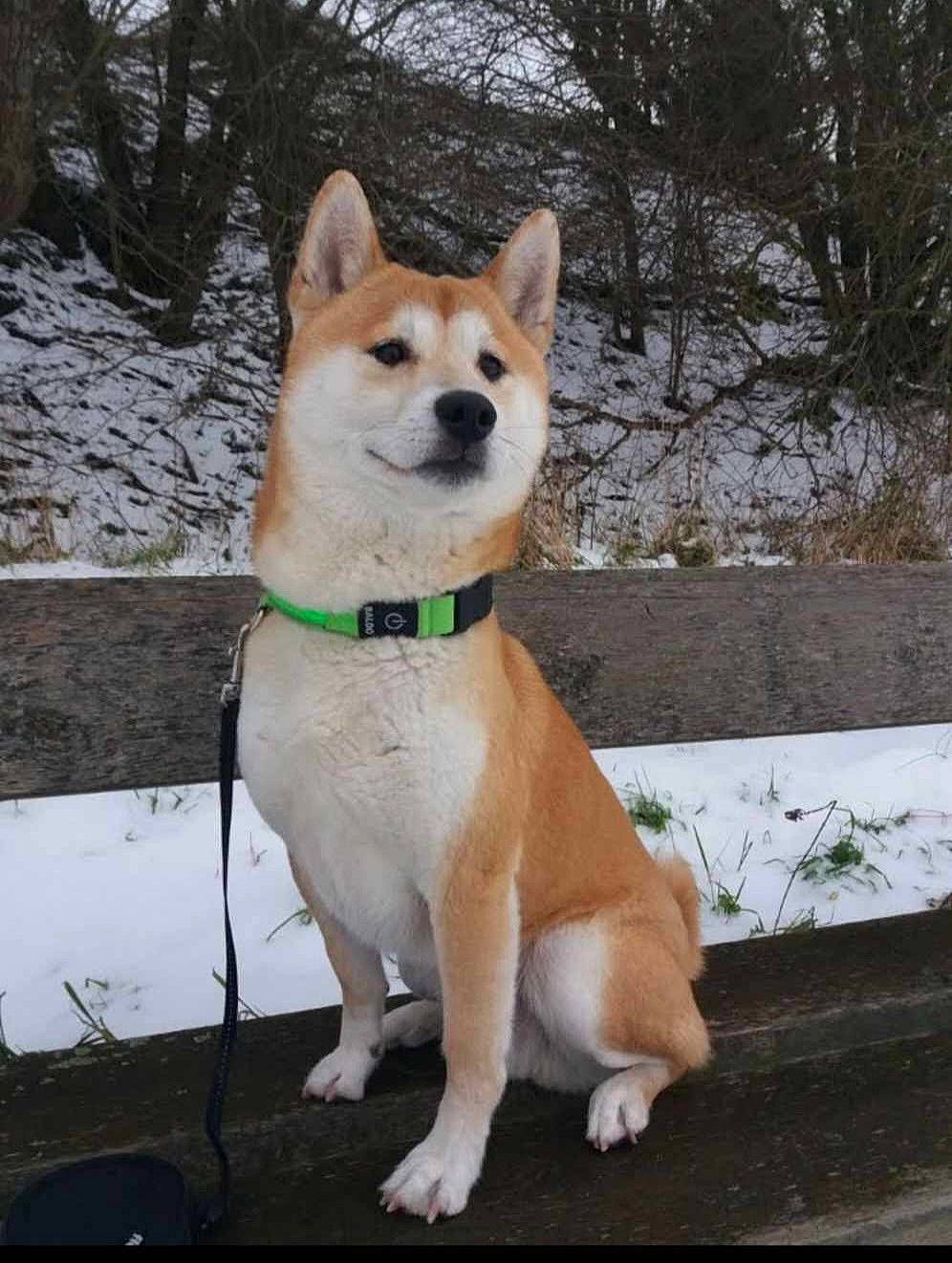 Aïko a rejoint le concours — aidez-le/la à gagner de superbes lots ! canidae, carnivore, collar, companion_dog, dog, dog_breed, dog_collar, dog_supply, fawn, fur, pet_supply, plant, snout, snow, sporting_group, tail, tree, whiskers, winter, working_animal