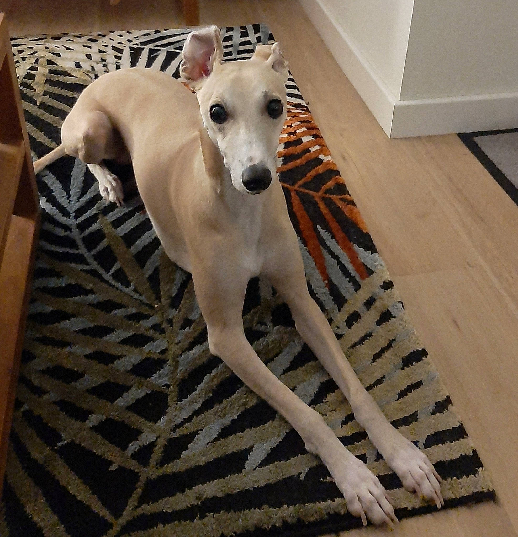 Darius participe au concours pour gagner de l'argent avec cette photo : canidae, carnivore, companion_dog, dog, dog_breed, dog_supply, fawn, floor, flooring, magyar_agar, pet_supply, rampur_greyhound, sighthound, snout, sporting_group, tail, terrestrial_animal, whippet, working_animal, working_dog