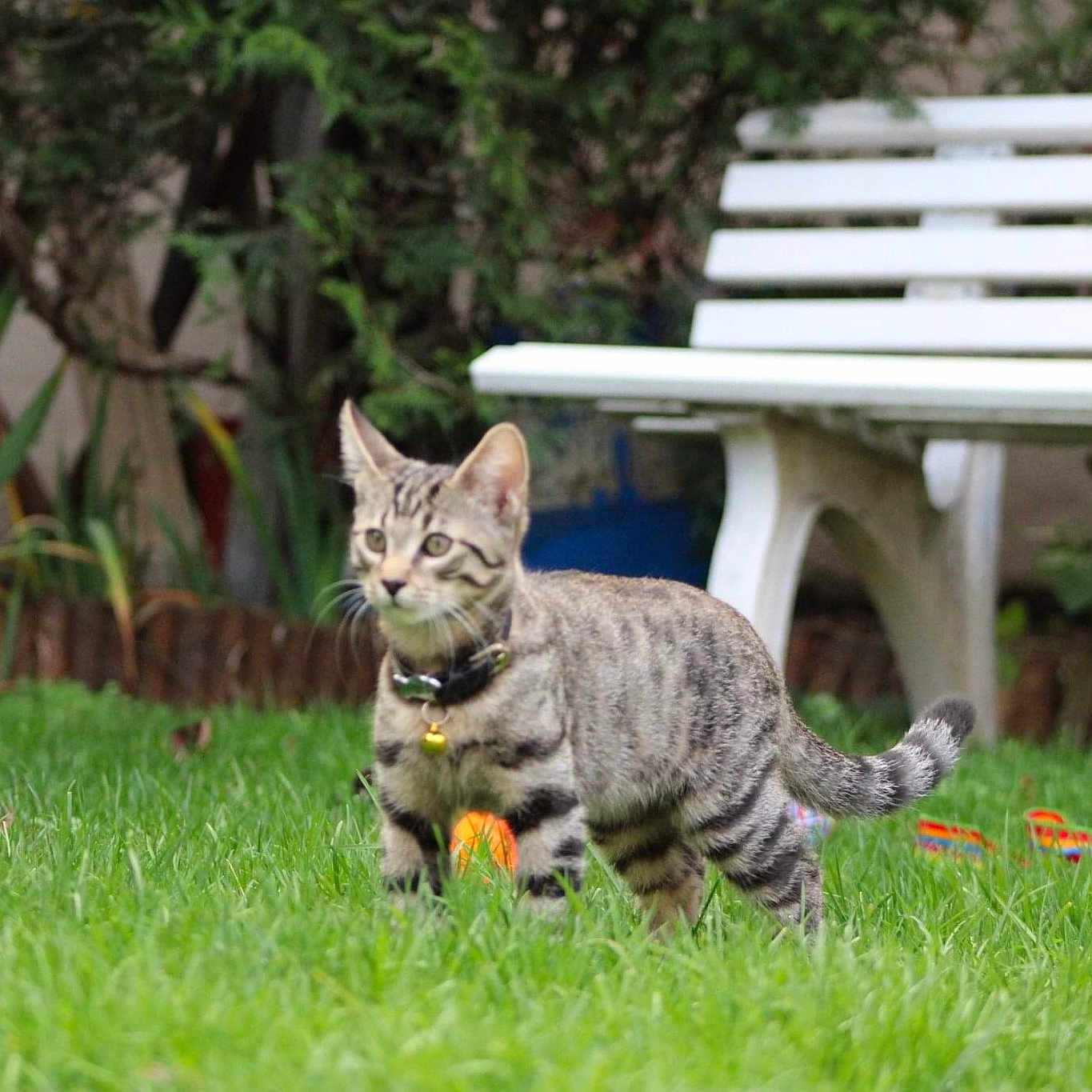Félix