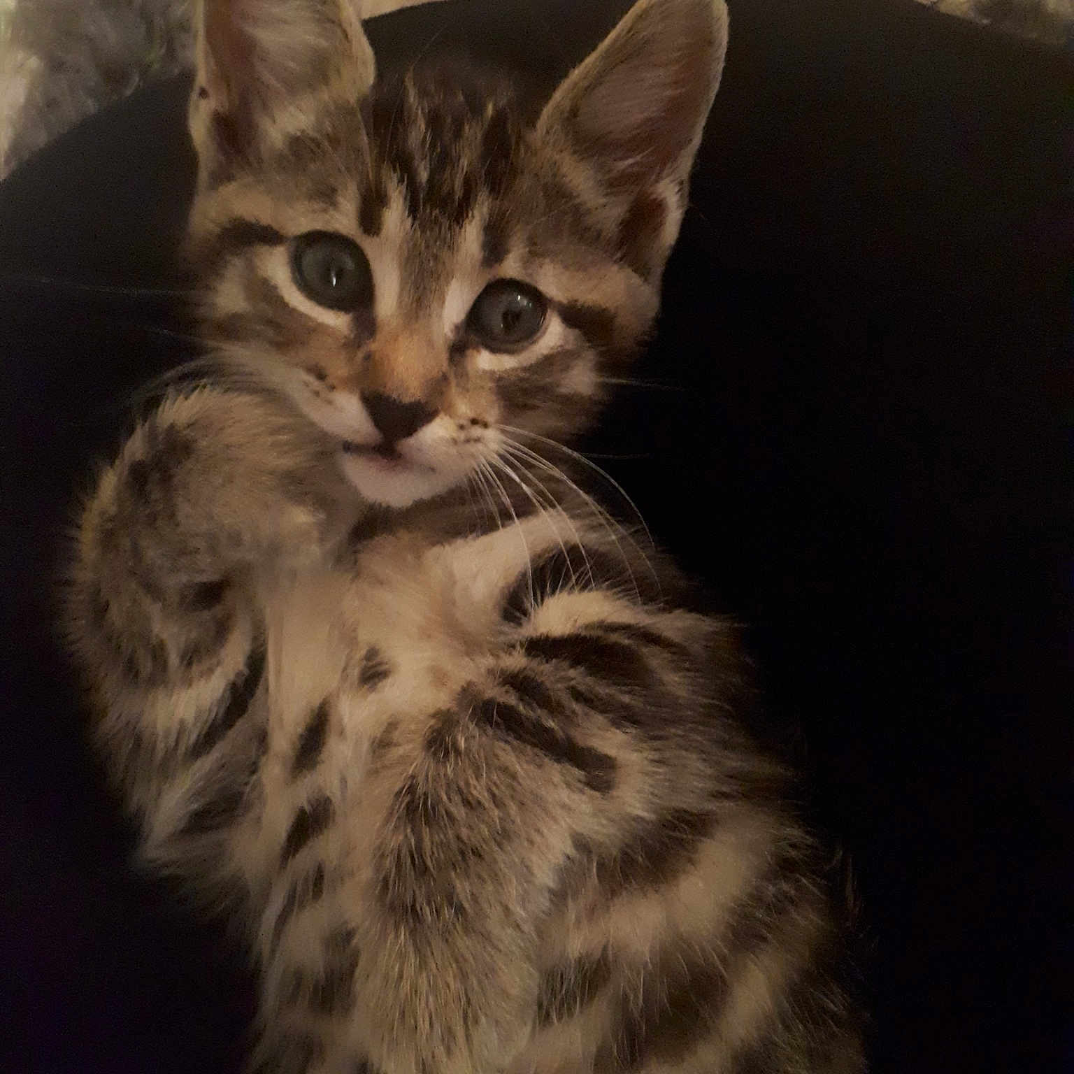 Félix