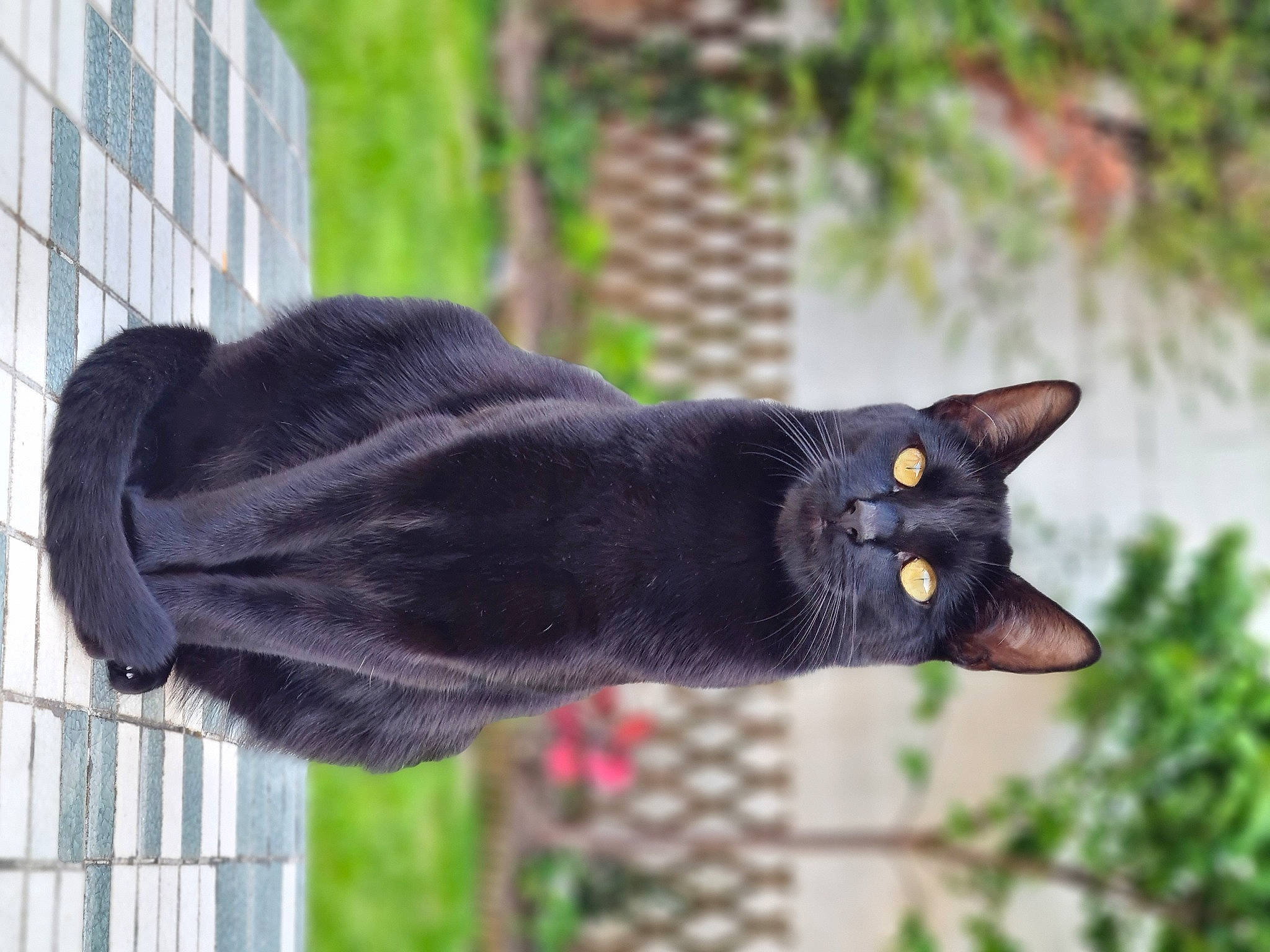 Bella participe au concours pour gagner de l'argent avec cette photo : black_cat, bombay, carnivore, cat, domestic_short_haired_cat, felidae, fur, grass, plant, small_to_medium_sized_cats, snout, tail, terrestrial_animal, tree, twig, whiskers, window