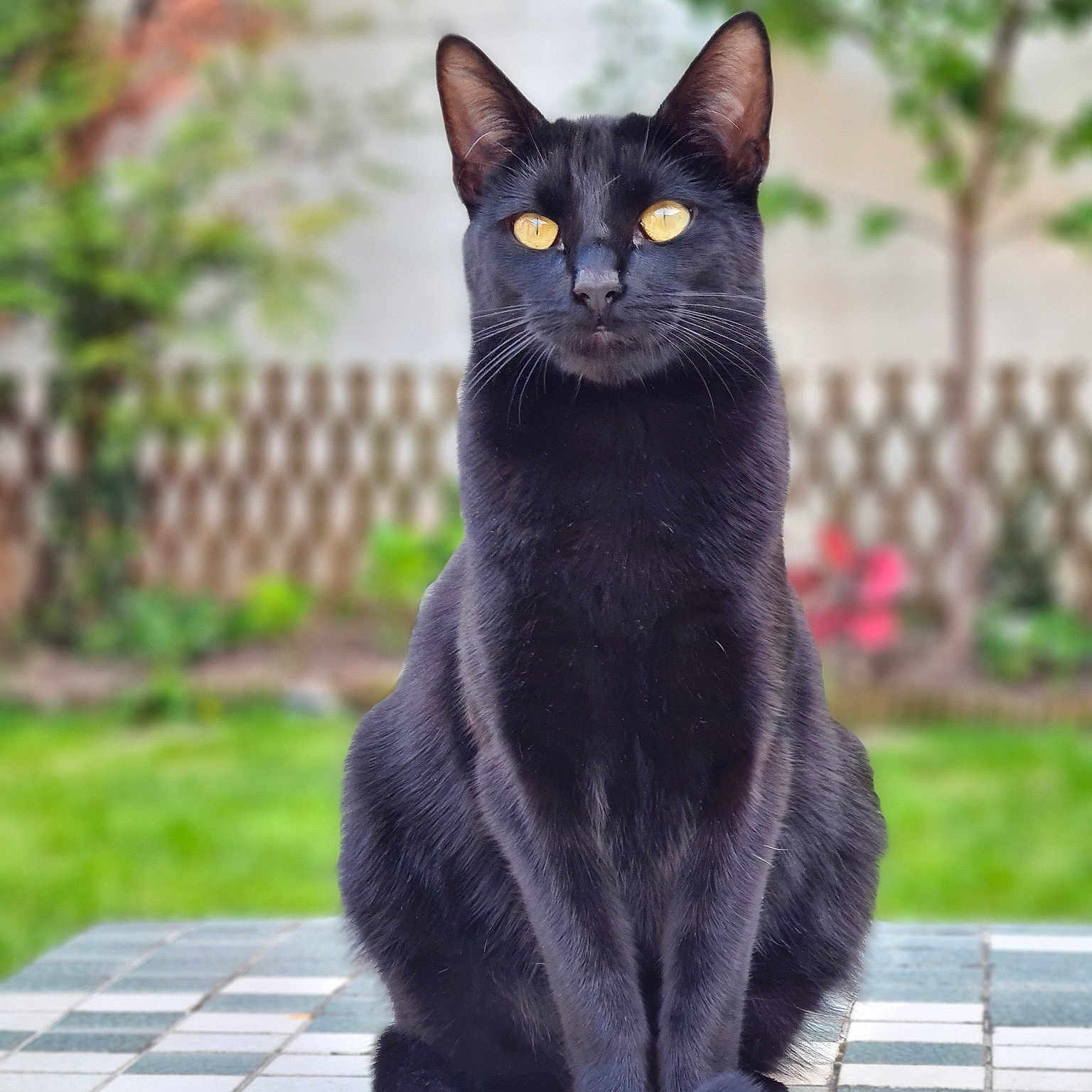 Bella