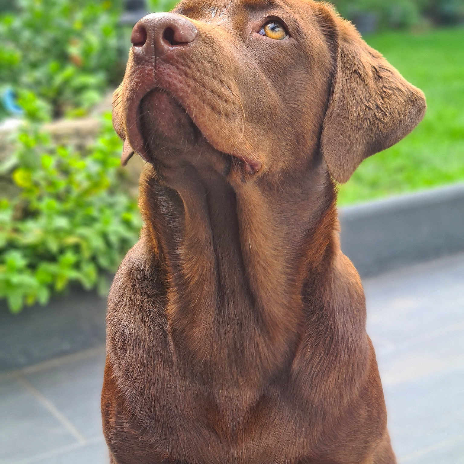 Leila