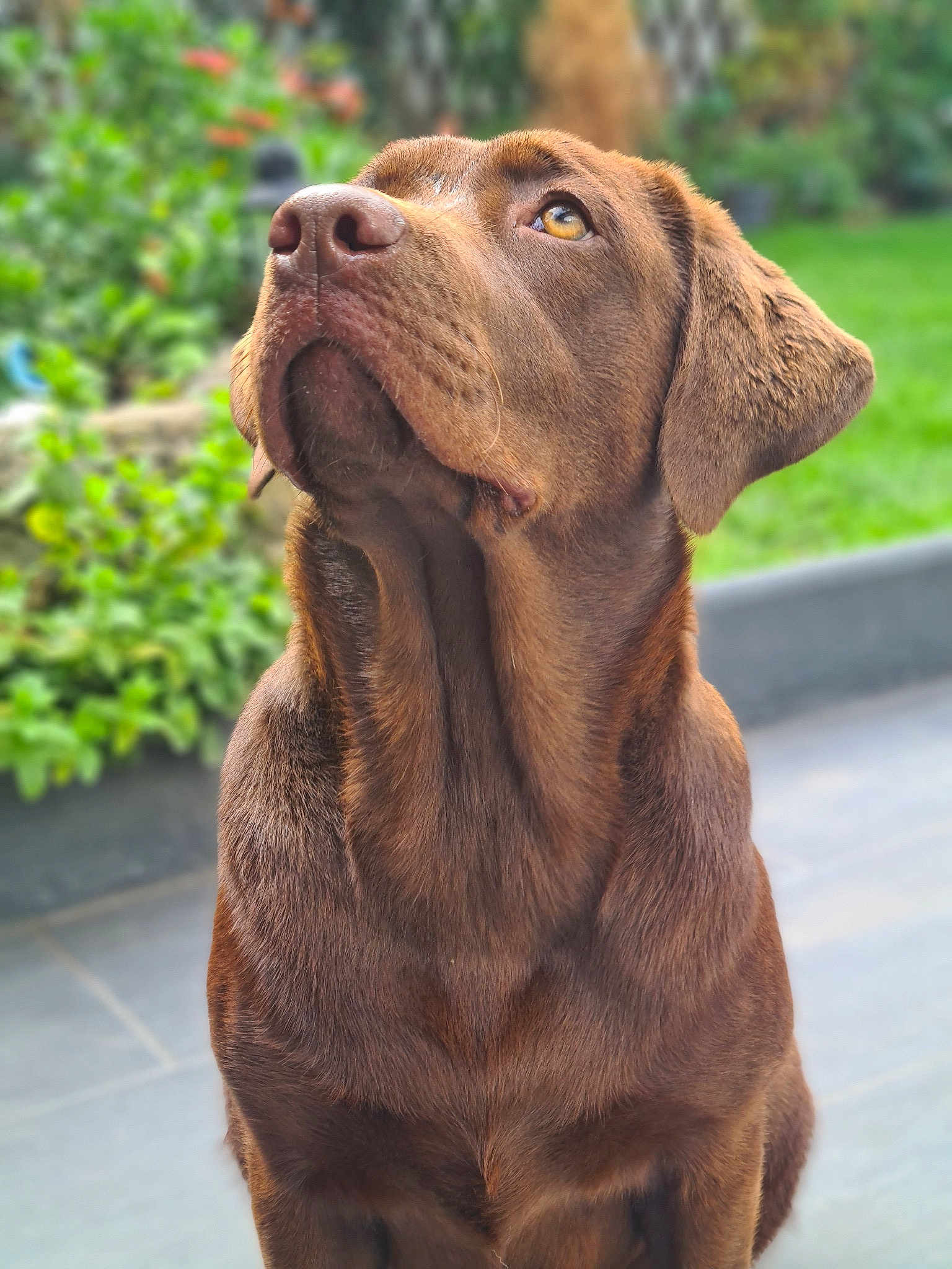 Leila