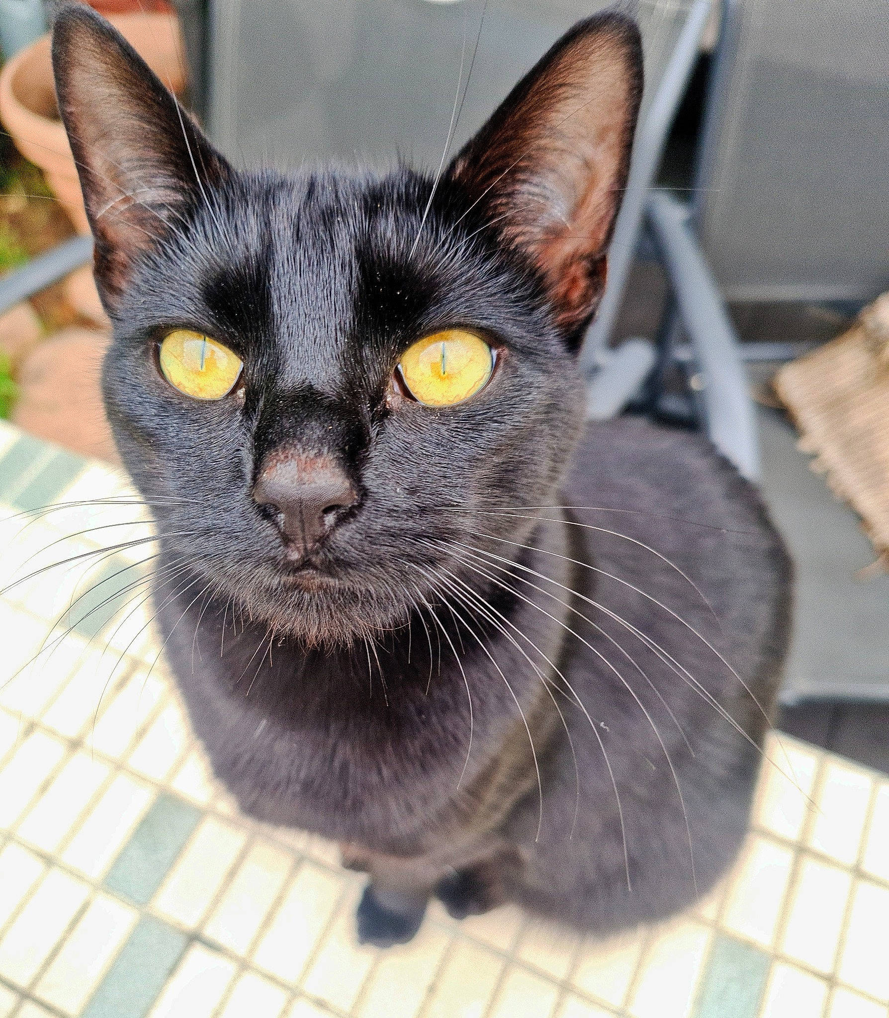 Bella participe au concours pour gagner de l'argent avec cette photo : black_cat, bombay, carnivore, cat, cat_furniture, cat_supply, domestic_short_haired_cat, felidae, fur, grey, havana_brown, pet_supply, small_to_medium_sized_cats, snout, terrestrial_animal, whiskers, working_animal