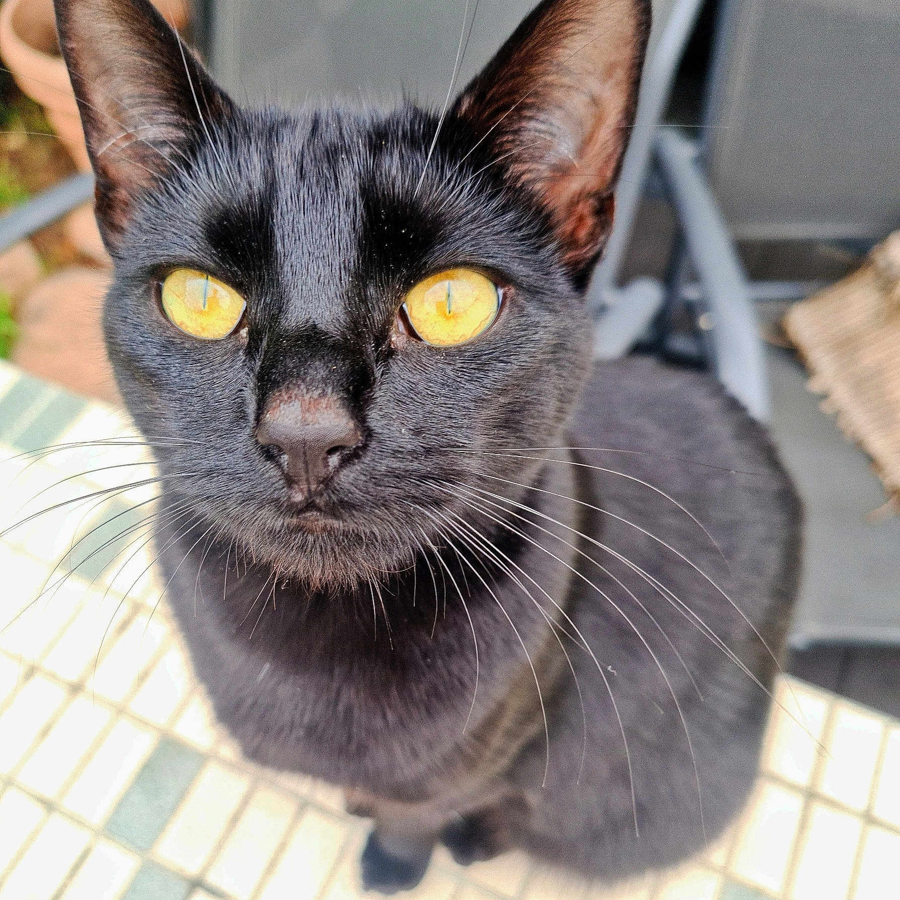 Bella