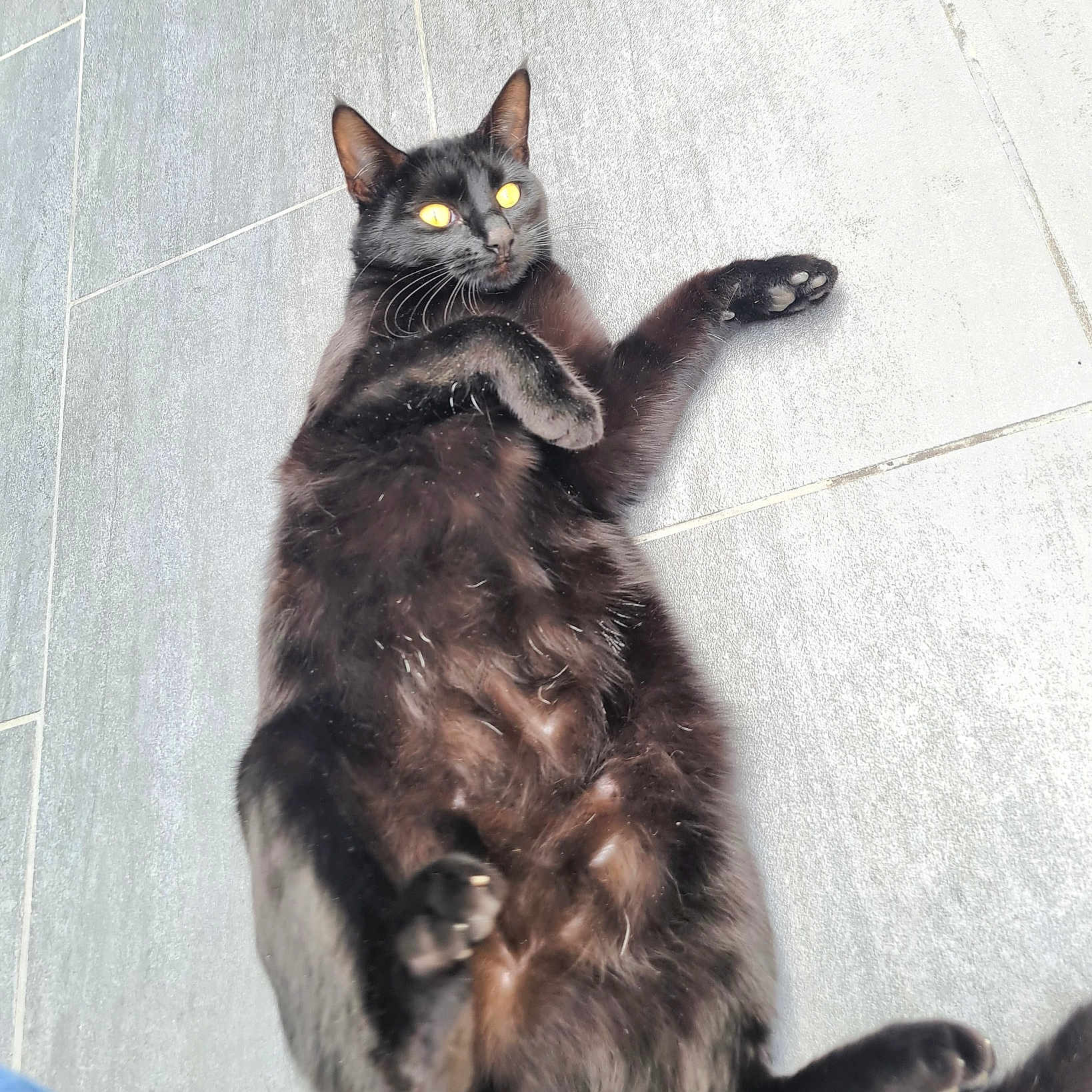 Bella