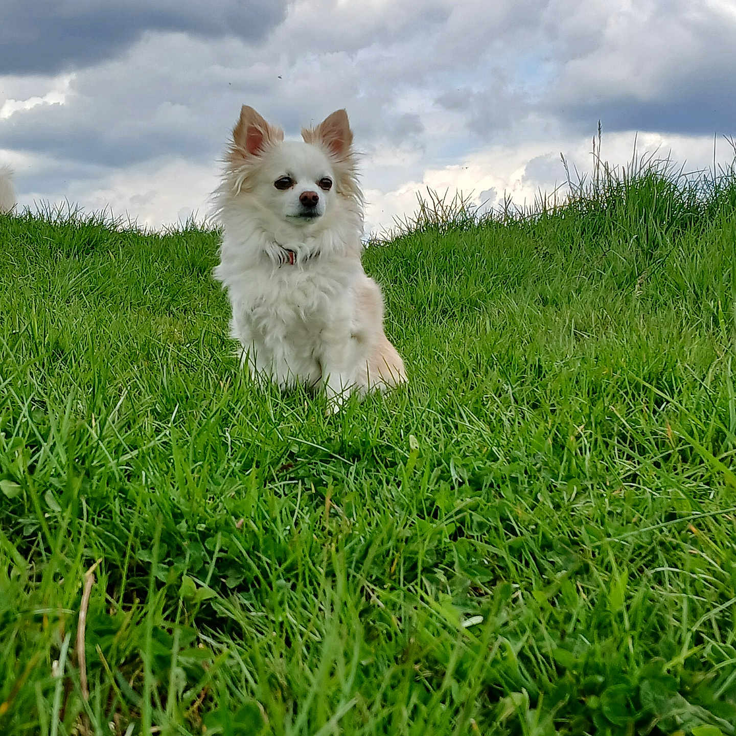 Chouchou a rejoint le concours — aidez-le/la à gagner de superbes lots ! animal, canine, countryside, dog, eskimodog, field, grass, grassland, lawn, meadow, nature, outdoors, pet, plant, puppy, rural, sky, terrier, vegetation, whitedog