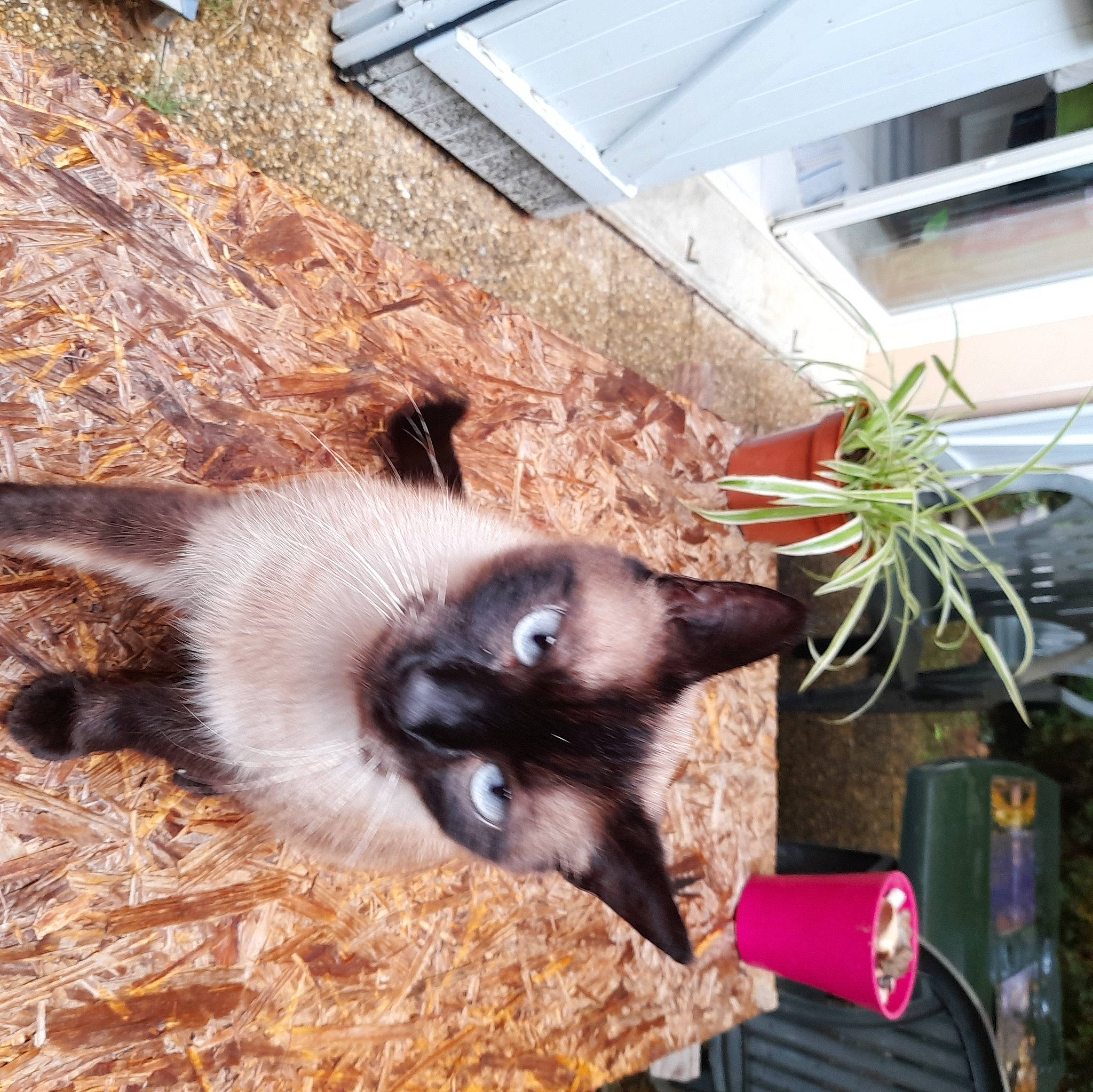 Mozart participe au concours pour gagner de l'argent avec cette photo : balinese, birman, bottle, carnivore, cat, domestic_short_haired_cat, felidae, flooring, flowerpot, fur, houseplant, plant, siamese, small_to_medium_sized_cats, tail, thai, tonkinese, whiskers, window, wood
