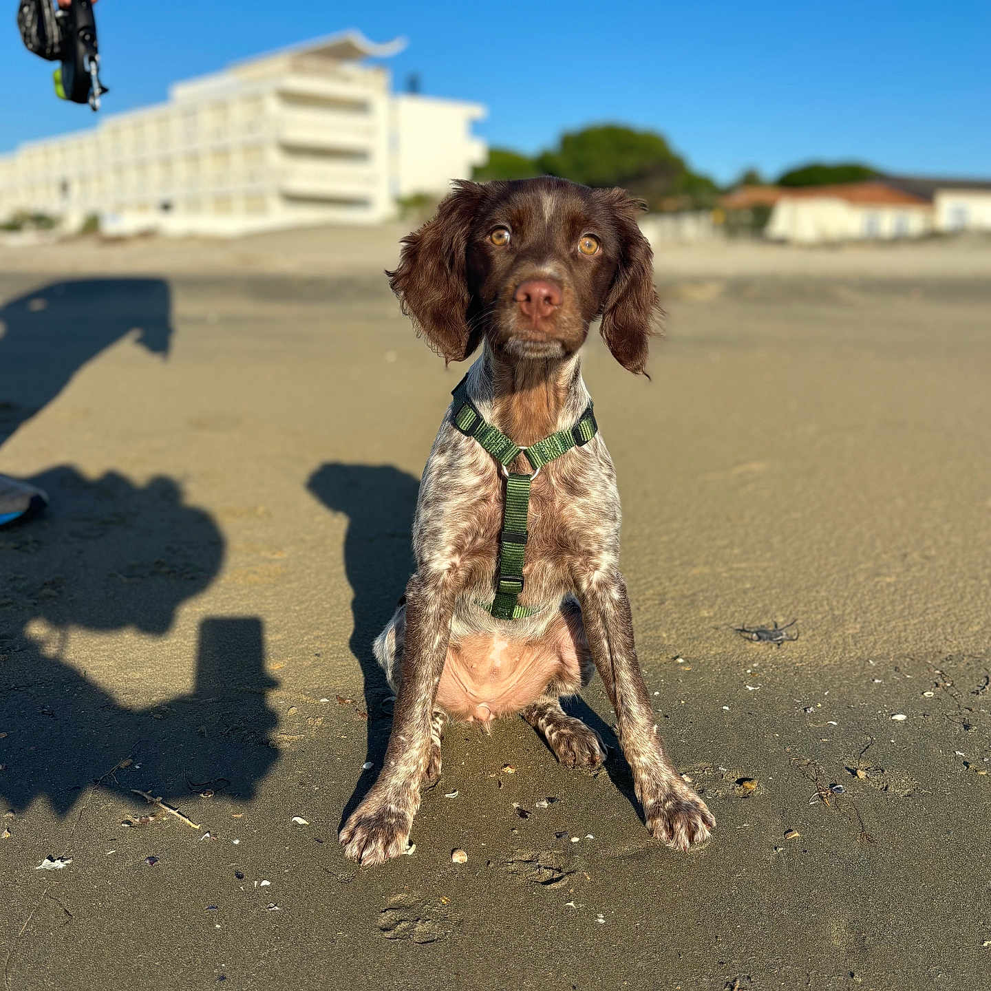 Vickie a rejoint le concours — aidez-le/la à gagner de superbes lots ! accessories, animal, bag, bodypart, canine, clothing, cockerspaniel, dog, finger, hand, handbag, leash, person, pet, pointer, poodle, puppy, soil, strap, terrier