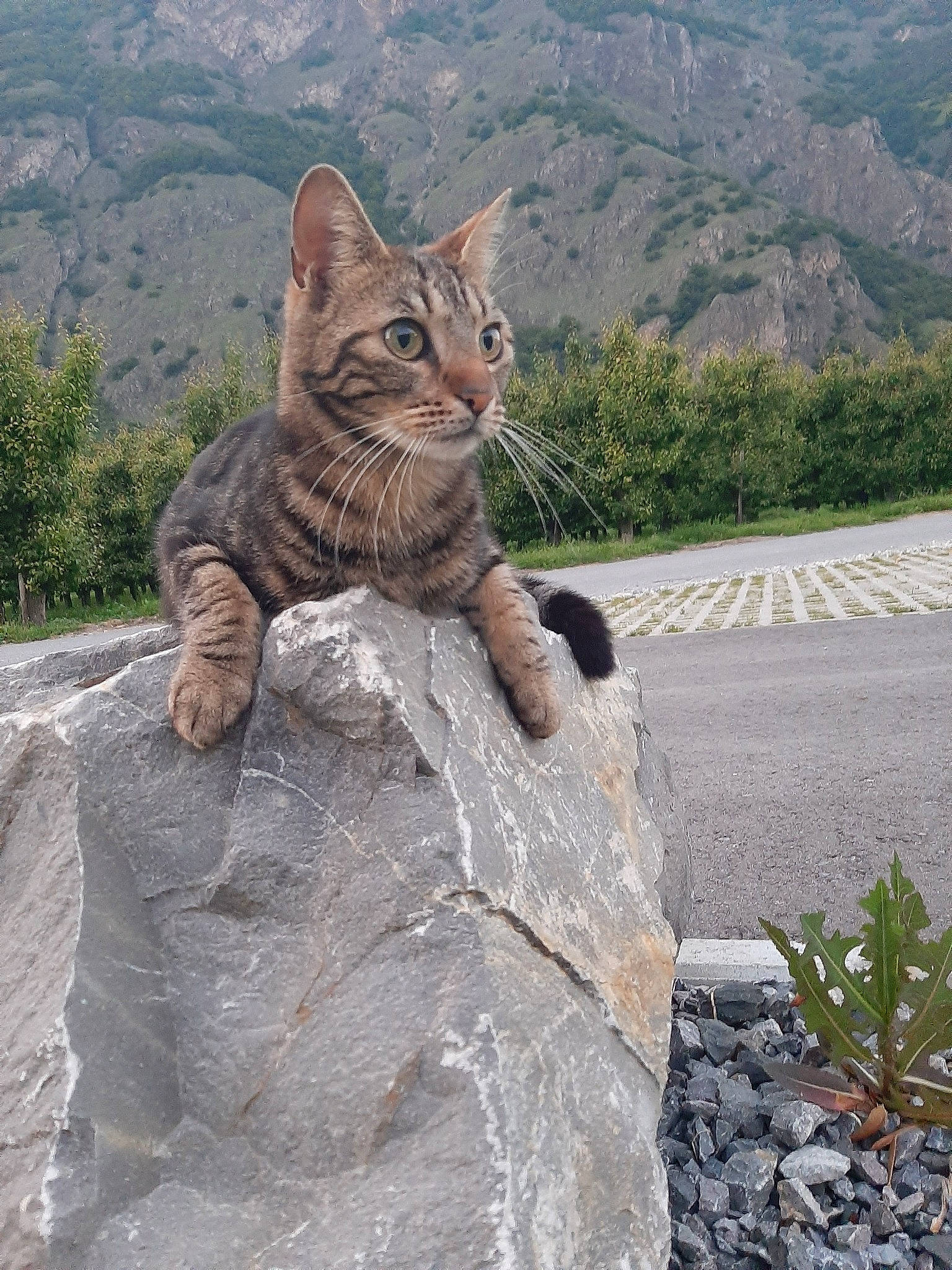 Xéna participe au concours pour gagner de l'argent avec cette photo : aegean_cat, arabian_mau, asian, bengal, carnivore, cat, domestic_short_haired_cat, egyptian_mau, european_shorthair, fawn, felidae, rock, small_to_medium_sized_cats, stone_wall, tabby_cat, tail, tree, vacation, whiskers, wild_cat