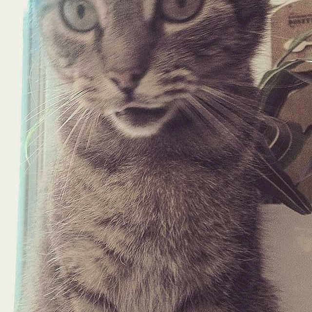 Mo