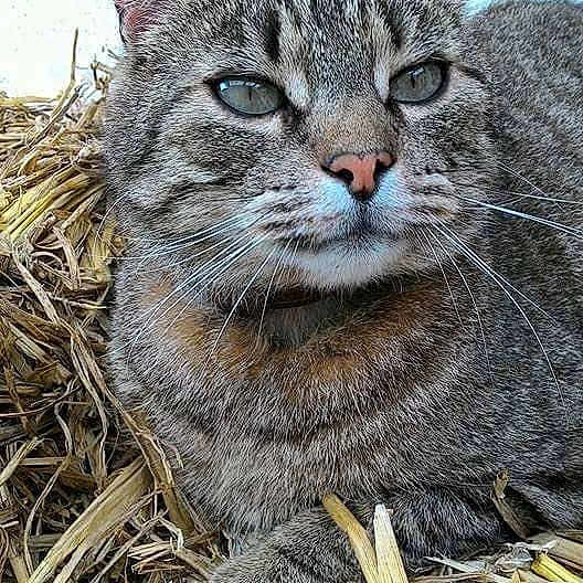 Mo
