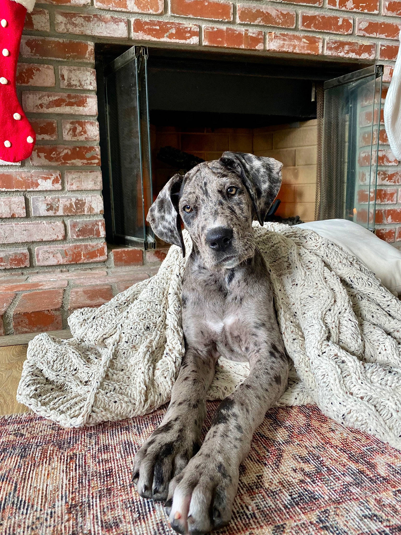 Foxi is registered to the contest to win money with this photo: art, brick, brickwork, building, canidae, carmine, carnivore, companion_dog, dog, dog_breed, fawn, fur, grey, schnauzer, sculpture, snout, sporting_group, window, wood, working_animal