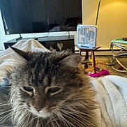 Rose is registered to the contest to win money with this photo: cat, fluffy, gray_cat, long_hair, whiskers, feline, close_up, portrait, sleepy, relaxed, indoors, living_room, blanket, television, lamp, fan, furniture, carpet, pet, cozy