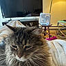 cat, fluffy, gray_cat, long_hair, whiskers, feline, close_up, portrait, sleepy, relaxed, indoors, living_room, blanket, television, lamp, fan, furniture, carpet, pet, cozy