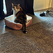 Angel joined the competition — help win amazing prizes! animal, black, brown, calico_cat, carpet, cat, cords, cozy, curious, curtains, electrical_outlet, feline, home, indoor, looking_back, pet_bed, pink, tail, tile_floor, white