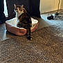 animal, black, brown, calico_cat, carpet, cat, cords, cozy, curious, curtains, electrical_outlet, feline, home, indoor, looking_back, pet_bed, pink, tail, tile_floor, white