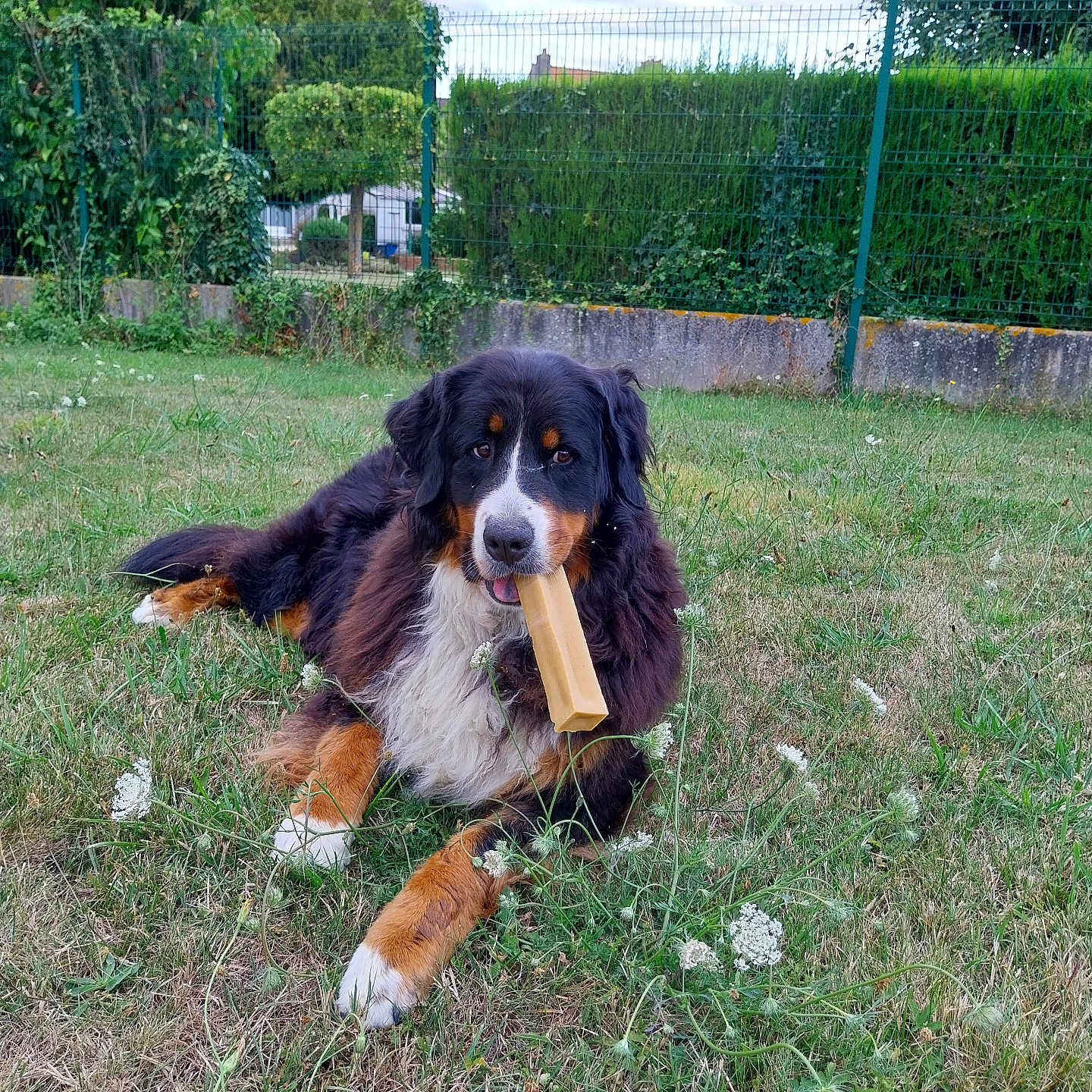 Shadow a rejoint le concours — aidez-le/la à gagner de superbes lots ! animal, bernese_mountain_dog, canine, chew_toy, daylight, dog, fence, flower, fur, garden, grass, greenery, lying_down, muzzle, nature, outdoor, paws, pet, relaxed, summer