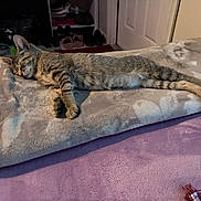 Squirrel joined the competition — help win amazing prizes! animal, blanket, cat, cozy, cute, door, fur, furniture, home, indoor, peaceful, pet, relaxing, resting, shelf, shoes, sleeping, soft, striped, tabby_cat