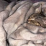 Squirrel is registered to the contest to win money with this photo: animal, blanket, cat, closeup, comfort, cozy, cute, feline, fur, indoor, mammal, nap, pet, relaxation, resting, sleeping, snuggled, soft, tabby, warm