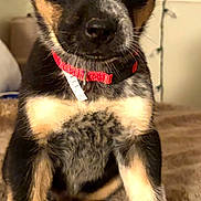 Victor joined the competition — help win amazing prizes! bed, big_eyes, black_fur, blanket, brown_marking, close_up, curious_expression, dog, floppy_ears, id_tag, indoor, pet, portrait, puppy, red_collar, sitting, string_lights, wall_art, wet_nose, white_marking