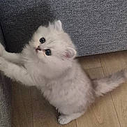 Angel a rejoint le concours — aidez-le/la à gagner de superbes lots ! kitten, cat, fluffy, white, cute, pet, indoor, floor, couch, curious, paw, feline, small, young, fur, animal, domestic, playful, adorable, stretching