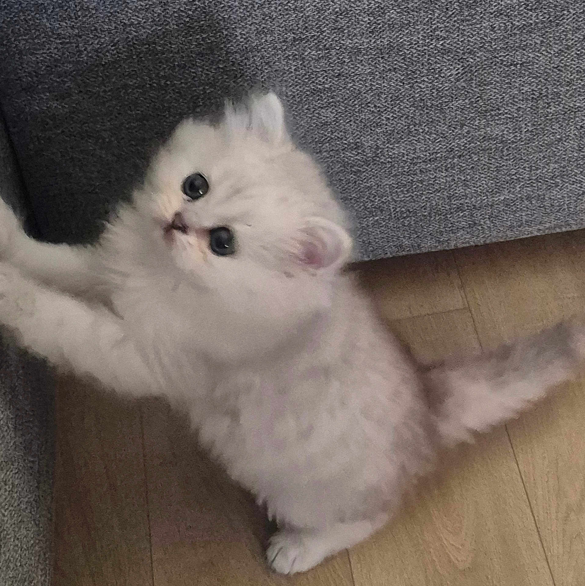 Angel