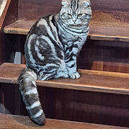 Winnie a rejoint le concours — aidez-le/la à gagner de superbes lots ! cat, scottish_fold, striped_fur, wooden_stairs, indoor, pet, animal, feline, sitting, tabby, fur_pattern, tail, ears, whiskers, looking_away, stairs, wood, domestic_cat, cute, house