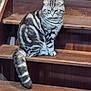 animal, cat, cute, domestic_cat, ears, feline, fur_pattern, house, indoor, looking_away, pet, scottish_fold, sitting, stairs, striped_fur, tabby, tail, whiskers, wood, wooden_stairs